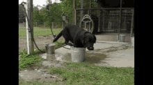 Dog Tries To Cool Off In A Tiny Bucket GIF - Funny Pets Dog GIFs