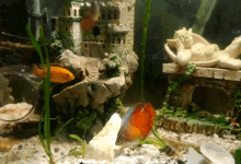 Redfish Aquarium GIF - Redfish Fish Aquarium GIFs