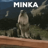 Minka GIF - Minka GIFs