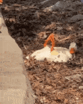 Duck Flop GIF - Duck Flop Lazy GIFs