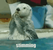 Otter Stimming GIF - Otter Stimming Kato Irl GIFs