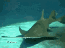 Saw Shark GIF