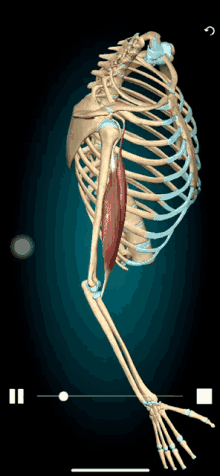 Anatomia Flexao GIF - Anatomia Flexao Biceps Braquial GIFs