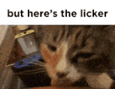 Cat But Heres The GIF - Cat But Heres The Kicker GIFs