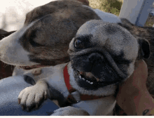 Pug Bull Terrier GIF - Pug Bull Terrier Dog GIFs