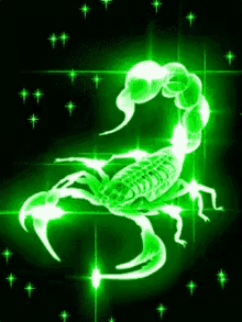 Scorpion GIF