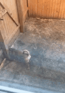 a dog is standing on a concrete floor in front of a wooden fence ..