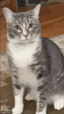 Giselle Glare Cat GIF - Giselle Glare Cat Zoom In GIFs