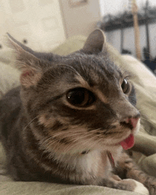a close up of a cat with its tongue hanging out