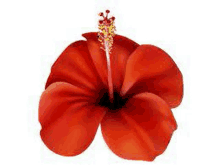 Bunga Raya GIF