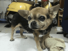 Luxi Dog GIF - Luxi Dog Pet GIFs