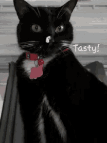 Tasty Cat GIF - Tasty Cat Cute GIFs