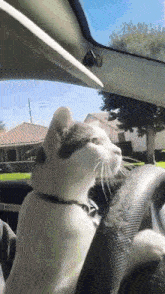 Gillslawyer Cat Driving GIF