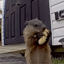 a ground squirrel is eating a piece of corn