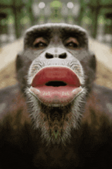 Chimp Kiss GIF