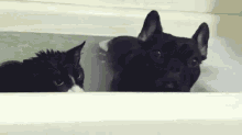 Something Dogs And Cats Have In Common GIF - Cat Dog Bath GIFs