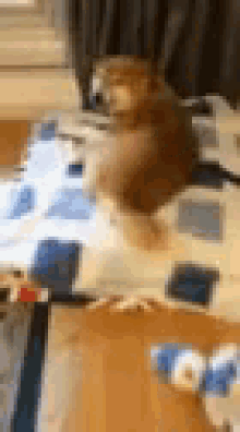 Doge Excited GIF - Doge Excited Tail Wagging GIFs
