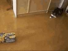 Funny Cat GIF - Funny Cat Diet GIFs