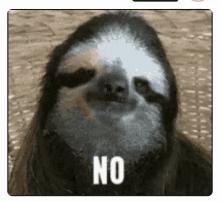 No Sloth GIF