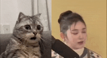 Sakurai Miu Ch0ngyu GIF - Sakurai Miu Ch0ngyu Sakurai Miu Cat GIFs