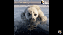 Seal Baby GIF - Seal Baby Pup GIFs