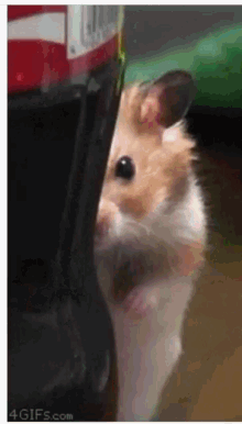 Wow Creepy GIF - Wow Creepy Hamster GIFs