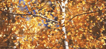 Rustle GIF - Autumn Season Nature GIFs