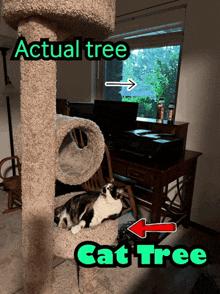 a cat is laying on a cat tree in a room