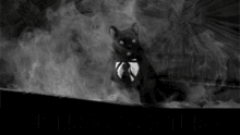 Evilcat Vampire GIF - Evilcat Vampire Cat GIFs