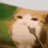a close up of a cat eating a piece of food with a fork .