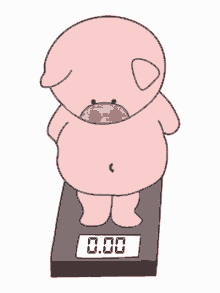 heo51kg pig weighing heavy