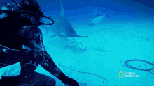 close encounter can sharks detect magnetic fields sixth sense sharkcano hammerhead shark