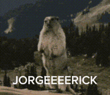 Jorgeeeerick Jorge-jorge GIF