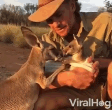nurture mother kangaroos cute animals viralhog