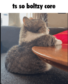 a cat sitting on a couch with its head on a table with the caption ts so boltzy core above it