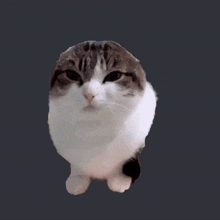 a brown and white cat standing on its hind legs looking at the camera .
