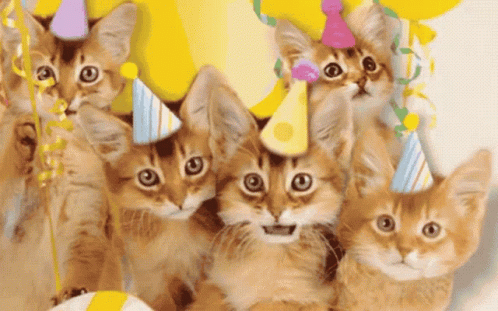 Happy Birthday Cat GIF - Happy Birthday Cat Kittens - Discover ...