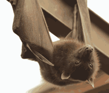 fufied baby bat in the