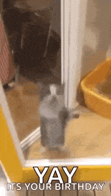 a cat is standing in a doorway with the words `` yay its your birthday '' written on it .