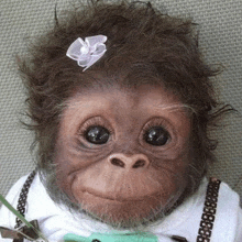 a baby monkey with a flower in its hair is wearing a white shirt and a green bow tie .