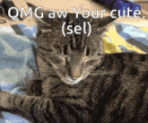 Selenia Cat GIF - Selenia Cat Cute Cat GIFs
