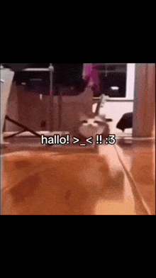a cat is sitting on a table with the words hallo written on the bottom of the screen .