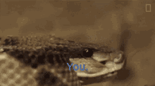 snake stares you look animal