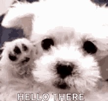 Pup Hello GIF - Pup Hello Hello There GIFs