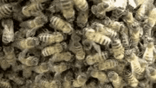 Bees Pollinator GIF - Bees Pollinator Insect GIFs