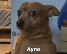 a brown dog with ayno written on it