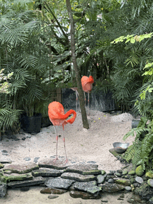 Flamingo GIF - Flamingo GIFs