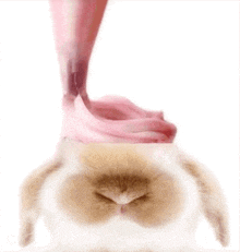 a rabbit with a pink ice cream cone on top of its head