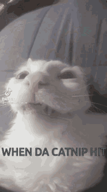 Cat Funny GIF - Cat Funny Catnip GIFs