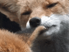 Fox Yammy GIF - Fox Yammy Love GIFs